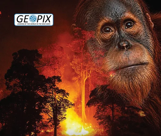 MALAPETAKA BORNEO! Kalimantan Jadi Lautan Api, Puluhan Ribu Titik Api Kepung Rumah Terakhir Orangutan!