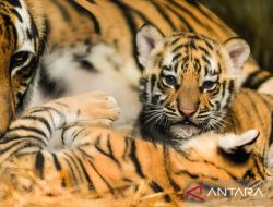 Bandung Zoo tunjukkan cara baru kelola konservasi mandiri