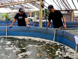Budidaya perikanan bioflok membuat warga Temanggung panen rupiah
