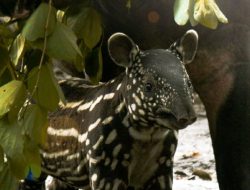 Bandung Zoo bersiaga sambut kelahiran bayi Tapir Asia