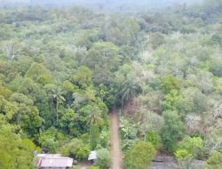 Indonesia targetkan RP16 T dari perdagangan karbon selama COP30