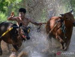 Latihan pacu jawi di Tanah Datar