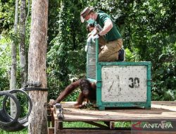 BOSF dan BKSDA lepasliarkan tiga orang utan di Palangka Raya