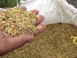 Sulsel proyeksikan surplus beras 2 juta ton di 2025