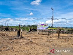 Kemenhut amankan 2.390 ha areal perambahan hutan di Lanskap Seblat