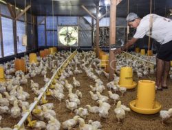 Pengamat: Rp20 triliun lebih baik untuk revitalisasi peternakan ayam