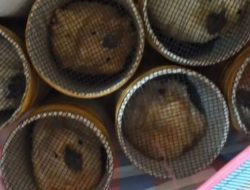 BKSDA Maluku amankan 15 ekor kakaktua koki dari kapal di Tual