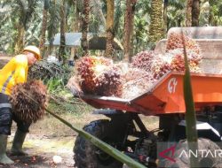 Industri sawit diminta jadikan EUDR peluang bersaing di pasar global